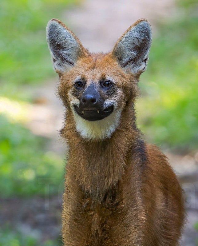 У Бразилії зробили унікальну світлину рідкісного вовка 🐺