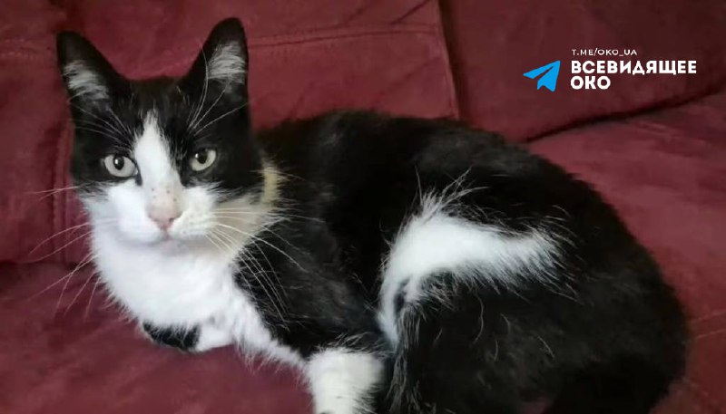 Кіт Філу пройшов 250 км, щоб повернутися до своїх власників 🐈🐾 2