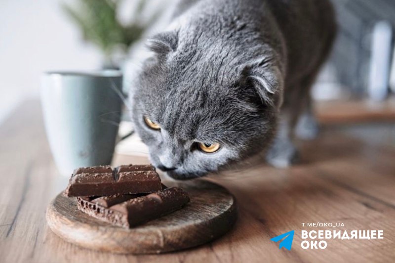 Темний шоколад може покращити якість сну 🍫